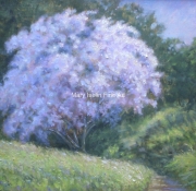 The Beauty Bush