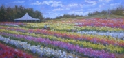 Tulip Festival