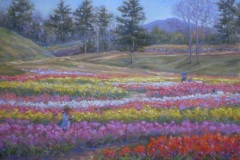 Tulips at Wolf Pine Hollow