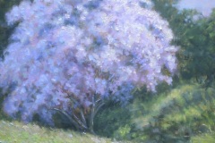 The Beauty Bush