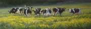 Cows and Buttercups