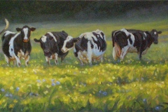 Cows and Buttercups