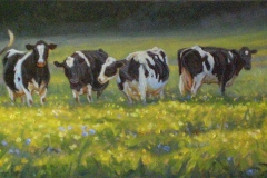 Cows and Buttercups