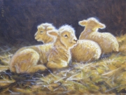 3 Lambs