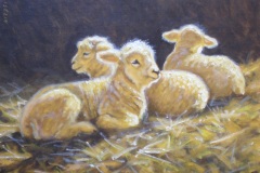 3 Lambs