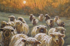 Sheep at Sunset