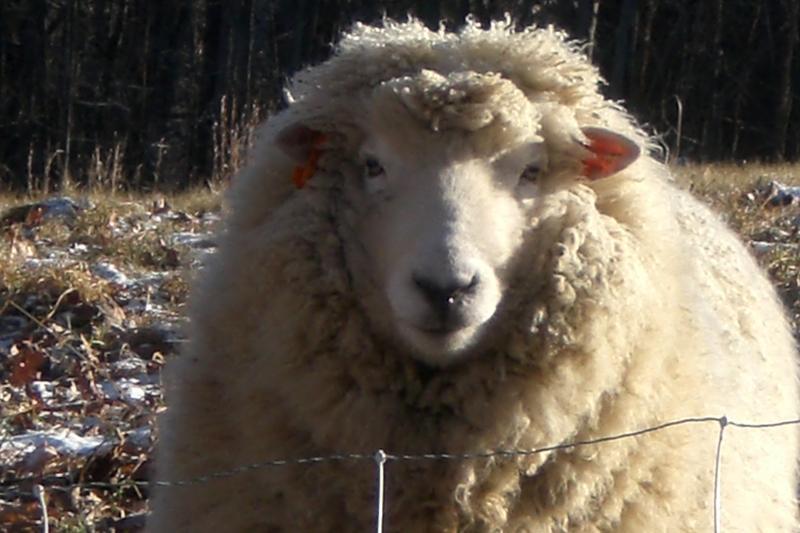 Registered Romney Sheep